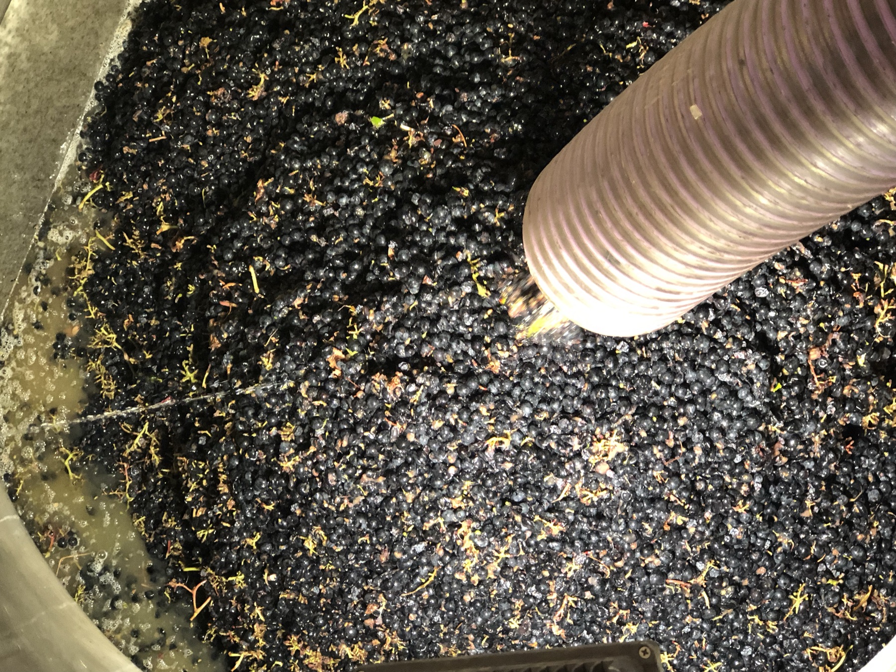 Freshly destemmed grapes in the vat